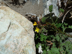 Camissoniopsis