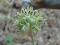 Hydrophyllum occidentale