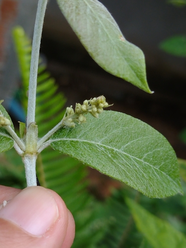 Trigonia nivea (Trigonia nivea)