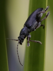 Plateumaris consimilis