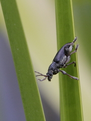 Plateumaris consimilis
