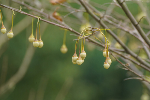 Image of Styrax japonicus by (c) WATANABE Hitoshi 渡辺仁, some rights reserved (CC BY)