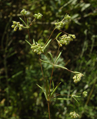 Galium philistaeum