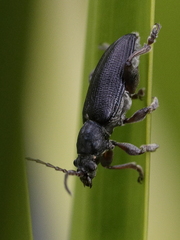 Plateumaris consimilis