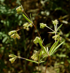 Galium philistaeum