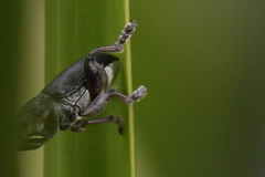 Plateumaris consimilis