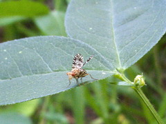 Trypetoptera punctulata