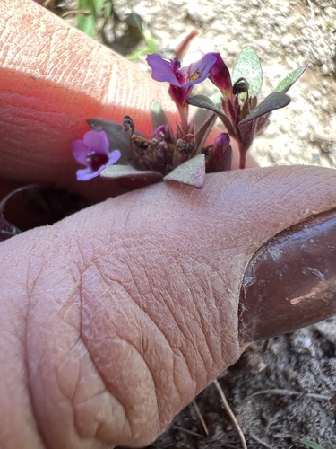 Image of Diplacus jepsonii by no rights reserved