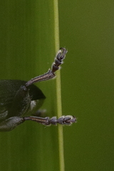 Plateumaris consimilis