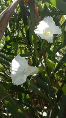 Calystegia sepium limnophila