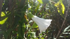Calystegia sepium limnophila