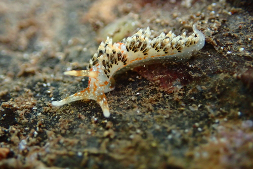 Facelinella semidecora, 2024-02-26