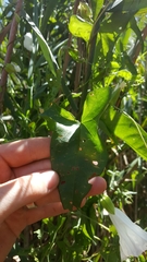 Calystegia sepium limnophila