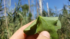 Calystegia sepium limnophila