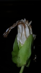 Calystegia sepium limnophila