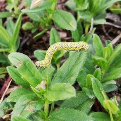 Lycia alpina