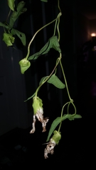 Calystegia sepium limnophila