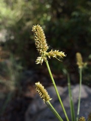 Mutis's flatsedge (Cyperus mutisii)