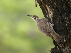 Little Friarbird photo 3