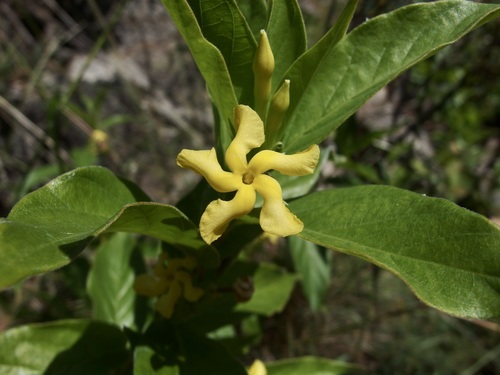 Mandevilla plant photo (Mandevilla × amabilis)