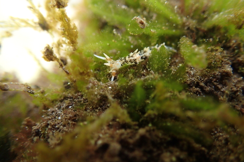 Facelinella semidecora, 2024-02-26
