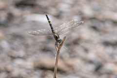 Onychothemis tonkinensis