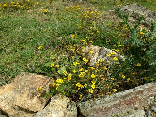 Bidens macroptera (Bidens macroptera)