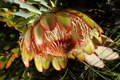 Protea effusa