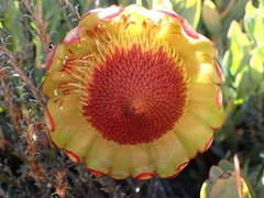 Protea effusa