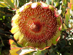 Protea effusa