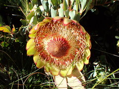 Protea effusa