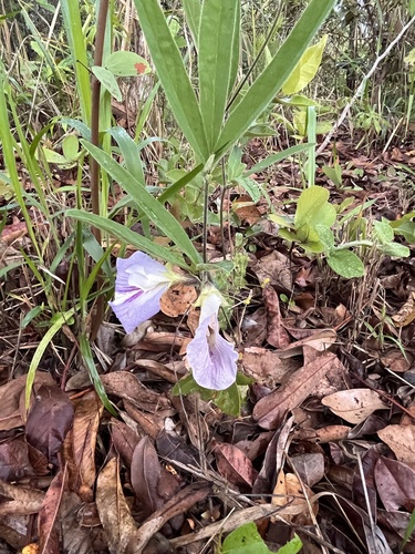 Image of Mauve Bell (Clitoria guianensis) by (c) Mario Barroso, some rights reserved (CC BY)