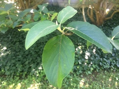 Viburnum macrocephalum