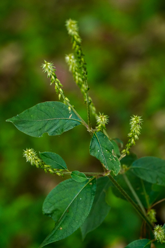 Image of Achyranthes bidentata by (c) WATANABE Hitoshi 渡辺仁, some rights reserved (CC BY)