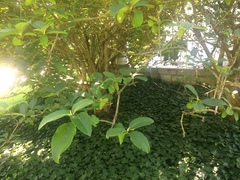 Viburnum macrocephalum