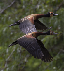 White-Faced Whistling-Duck photo 5