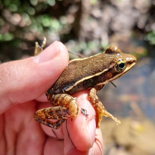 Cascade Frog, Lithobates pustulosus