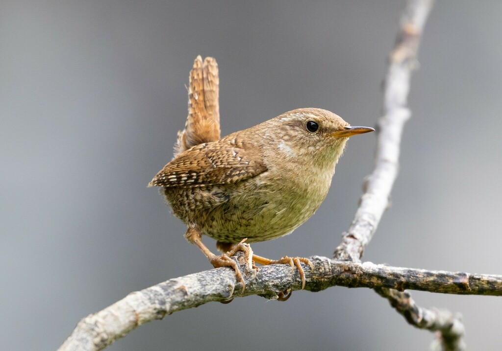 Eurasian Wren photo