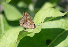 Junonia lemonias aenaria