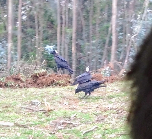 Thick-billed Raven (Corvus crassirostris), photo 6