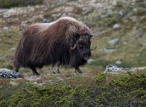 Muskox