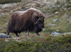 Muskox photo 2
