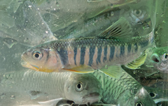 Opsariichthys pachycephalus