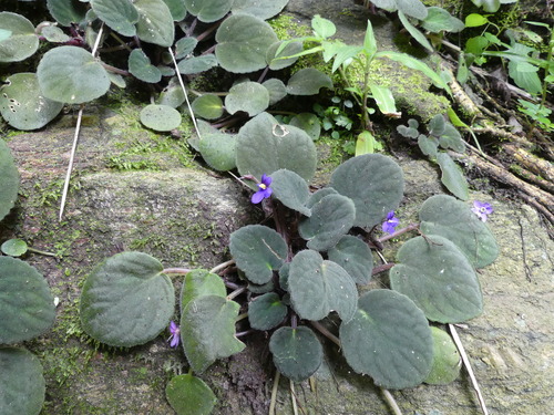 Streptocarpus ionanthus