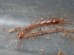 Pokabius clavigerens