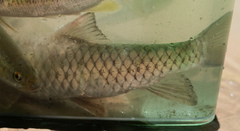 Spinibarbus hollandi