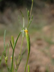 (c) Sue Carnahan, some rights reserved (CC BY) Tagetes micrantha, photograph (c) Sue Carnahan, some rights reserved (CC BY)