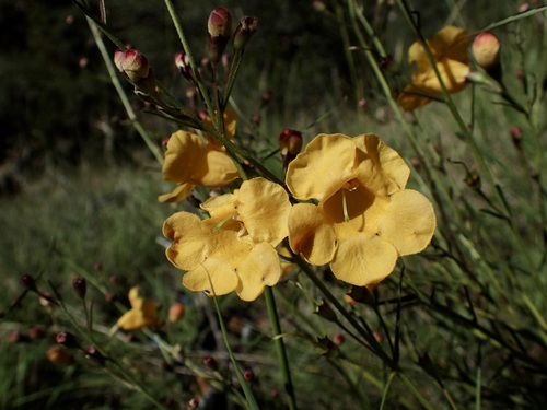 Arizona desert foxglove (Brachystigma wrightii)
