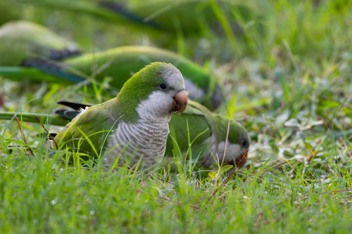 Cotorra argentina (Myiopsitta monachus)