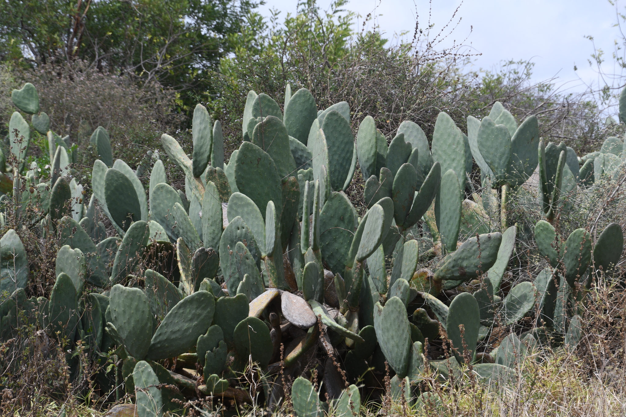 Opuntia ficus-indica